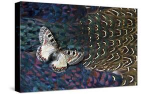 Apollo Butterfly on Breast Feathers of Ring-Necked Pheasant Design-Darrell Gulin-Stretched Canvas
