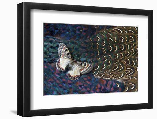 Apollo Butterfly on Breast Feathers of Ring-Necked Pheasant Design-Darrell Gulin-Framed Photographic Print