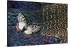 Apollo Butterfly on Breast Feathers of Ring-Necked Pheasant Design-Darrell Gulin-Stretched Canvas