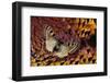 Apollo Butterfly on Ring-Necked Pheasant Feather Design-Darrell Gulin-Framed Photographic Print