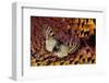 Apollo Butterfly on Ring-Necked Pheasant Feather Design-Darrell Gulin-Framed Photographic Print