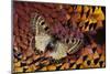 Apollo Butterfly on Ring-Necked Pheasant Feather Design-Darrell Gulin-Mounted Photographic Print