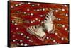Apollo Butterfly on Tragopan Body Feather Design-Darrell Gulin-Framed Stretched Canvas