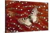 Apollo Butterfly on Tragopan Body Feather Design-Darrell Gulin-Stretched Canvas