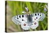 Apollo Butterfly (Parnassius Apollo) on Flowers, Fliess, Naturpark Kaunergrat, Tirol, Austria-Benvie-Stretched Canvas