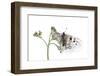 Apollo Butterfly (Parnassius Apollo) on Flowers, Fliess, Naturpark Kaunergrat, Tirol, Austria-Benvie-Framed Photographic Print