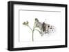 Apollo Butterfly (Parnassius Apollo) on Flowers, Fliess, Naturpark Kaunergrat, Tirol, Austria-Benvie-Framed Photographic Print