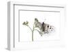 Apollo Butterfly (Parnassius Apollo) on Flowers, Fliess, Naturpark Kaunergrat, Tirol, Austria-Benvie-Framed Photographic Print