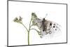 Apollo Butterfly (Parnassius Apollo) on Flowers, Fliess, Naturpark Kaunergrat, Tirol, Austria-Benvie-Mounted Photographic Print