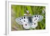 Apollo Butterfly (Parnassius Apollo) on Flowers, Fliess, Naturpark Kaunergrat, Tirol, Austria-Benvie-Framed Photographic Print