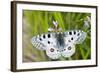 Apollo Butterfly (Parnassius Apollo) on Flowers, Fliess, Naturpark Kaunergrat, Tirol, Austria-Benvie-Framed Photographic Print