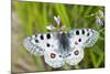 Apollo Butterfly (Parnassius Apollo) on Flowers, Fliess, Naturpark Kaunergrat, Tirol, Austria-Benvie-Mounted Photographic Print