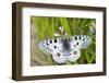 Apollo Butterfly (Parnassius Apollo) on Flowers, Fliess, Naturpark Kaunergrat, Tirol, Austria-Benvie-Framed Photographic Print