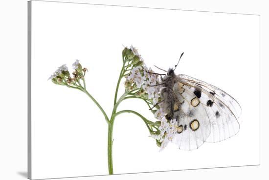 Apollo Butterfly (Parnassius Apollo) on Flowers, Fliess, Naturpark Kaunergrat, Tirol, Austria-Benvie-Stretched Canvas
