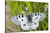 Apollo Butterfly (Parnassius Apollo) on Flowers, Fliess, Naturpark Kaunergrat, Tirol, Austria-Benvie-Stretched Canvas