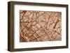 Apollo silkmoth cocoon showing silk fibres, from Madagascar-Alex Hyde-Framed Photographic Print