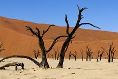 A Sand Dune in the Desert, Namibia, Africa-Apollofoto-Photographic Print