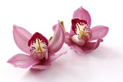 Beautiful Couple Pink Orchid Blossoms Isolated on a White