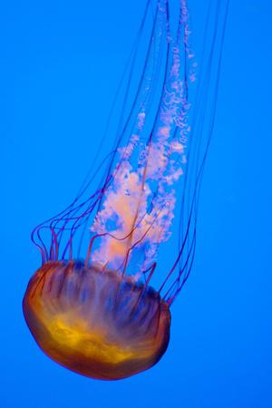 Jelly Fish in the Ocean