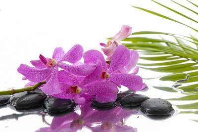 Lying down Pink Branch Orchid with Black Stones with Green Palm