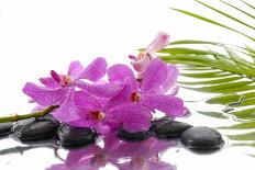 Lying down Pink Branch Orchid with Black Stones with Green Palm-Apollofoto-Photographic Print