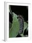 Aporia Crataegi (Black-Veined White Butterfly) - Caterpillar-Paul Starosta-Framed Photographic Print