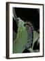 Aporia Crataegi (Black-Veined White Butterfly) - Caterpillar-Paul Starosta-Framed Photographic Print