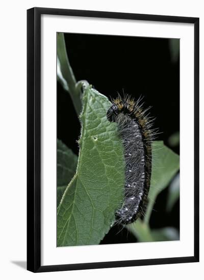 Aporia Crataegi (Black-Veined White Butterfly) - Caterpillar-Paul Starosta-Framed Photographic Print