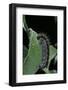 Aporia Crataegi (Black-Veined White Butterfly) - Caterpillar-Paul Starosta-Framed Photographic Print