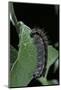 Aporia Crataegi (Black-Veined White Butterfly) - Caterpillar-Paul Starosta-Mounted Photographic Print