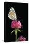 Aporia Crataegi (Black-Veined White Butterfly)-Paul Starosta-Stretched Canvas