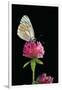 Aporia Crataegi (Black-Veined White Butterfly)-Paul Starosta-Framed Premium Photographic Print