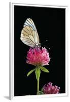 Aporia Crataegi (Black-Veined White Butterfly)-Paul Starosta-Framed Premium Photographic Print