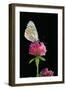 Aporia Crataegi (Black-Veined White Butterfly)-Paul Starosta-Framed Photographic Print