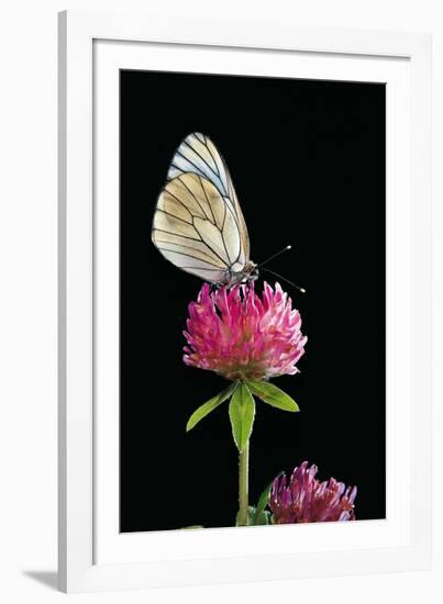 Aporia Crataegi (Black-Veined White Butterfly)-Paul Starosta-Framed Photographic Print