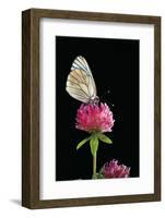 Aporia Crataegi (Black-Veined White Butterfly)-Paul Starosta-Framed Photographic Print