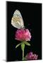 Aporia Crataegi (Black-Veined White Butterfly)-Paul Starosta-Mounted Photographic Print