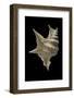 Aporrhais Pespelicanis-Paul Starosta-Framed Photographic Print