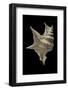 Aporrhais Pespelicanis-Paul Starosta-Framed Photographic Print