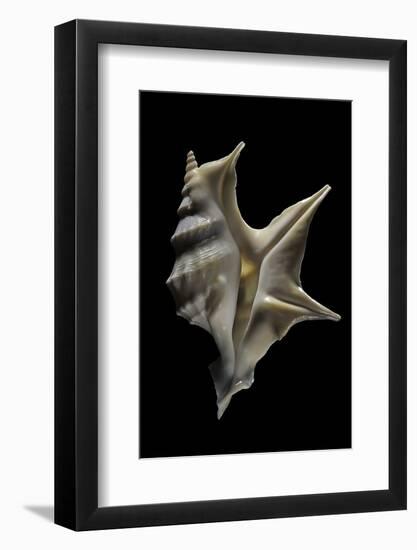 Aporrhais Pespelicanis-Paul Starosta-Framed Photographic Print