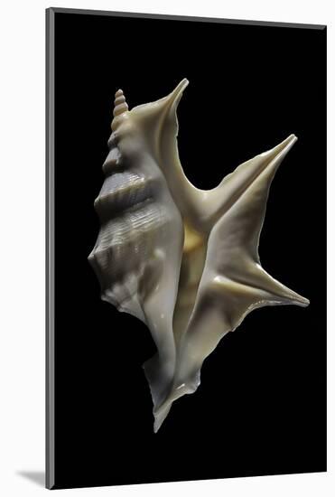 Aporrhais Pespelicanis-Paul Starosta-Mounted Photographic Print