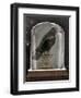 Apothecary Noir I Black-Sue Schlabach-Framed Art Print