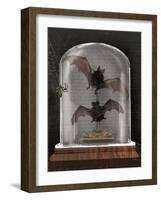 Apothecary Noir IV Black-Sue Schlabach-Framed Art Print