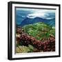 "Appalachian Rhododendrons," May 27, 1961-John Clymer-Framed Giclee Print