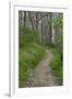 Appalachian Trail, Marked by White Blaze on Trees, Southbound Over Blue Ridge Mountains-null-Framed Photographic Print