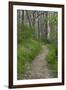 Appalachian Trail, Marked by White Blaze on Trees, Southbound Over Blue Ridge Mountains-null-Framed Photographic Print