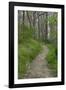 Appalachian Trail, Marked by White Blaze on Trees, Southbound Over Blue Ridge Mountains-null-Framed Photographic Print