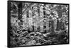 Appalachian Trail Massachusetts Forest Black White Photo Poster-null-Framed Poster