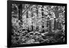 Appalachian Trail Massachusetts Forest Black White Photo Poster-null-Framed Poster