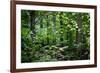 Appalachian Trail Massachusetts Forest Landscape-null-Framed Photo